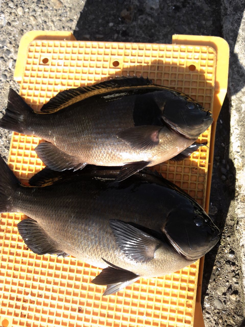 梶賀 寒グレ なんでも釣り師の釣行記 梶賀 寒グレ なんでも釣り師の釣行記