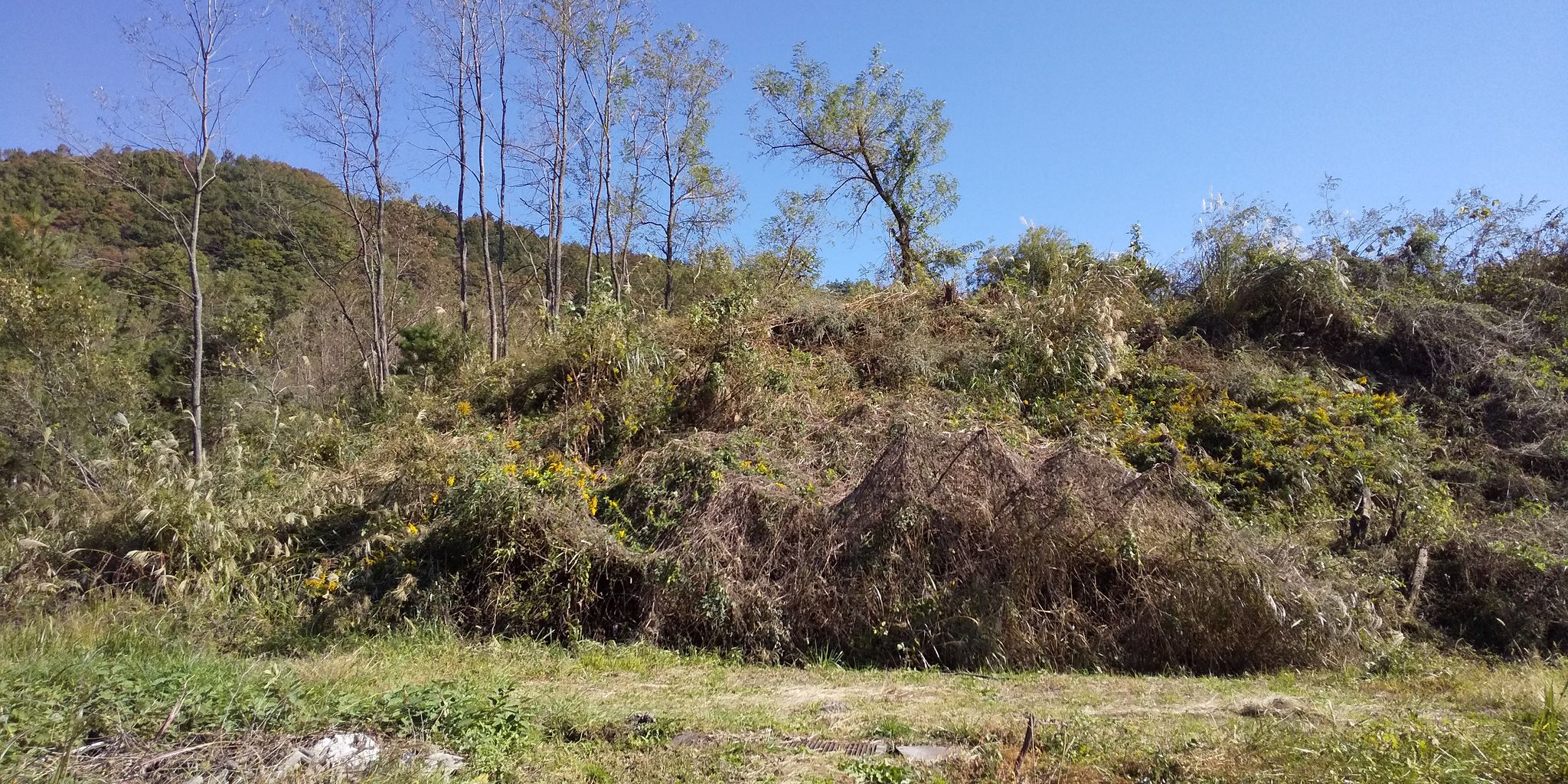 アカシアの葉が落ちて フリースクール彩星学舎の学びの日々