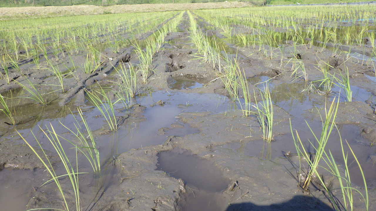 日帰り田植えツアー 三馬レポート フリースクール彩星学舎の学びの日々