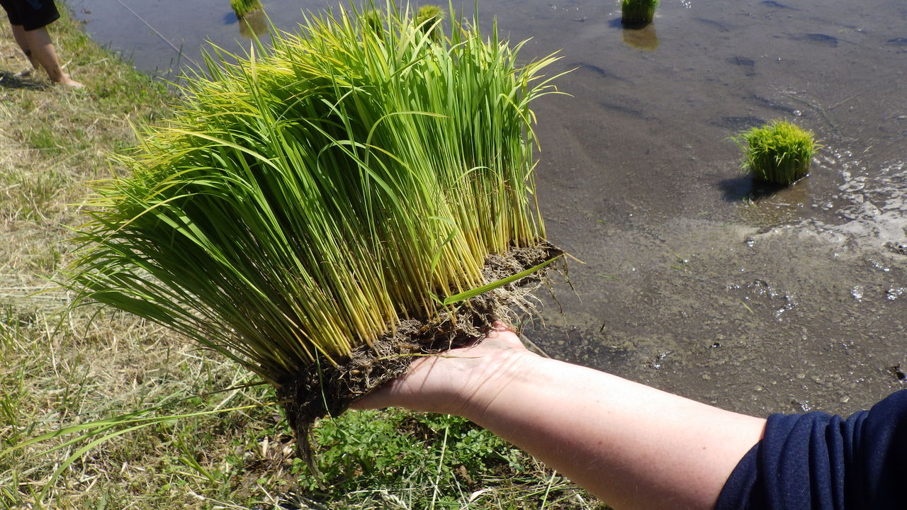 日帰り田植えツアー 三馬レポート フリースクール彩星学舎の学びの日々