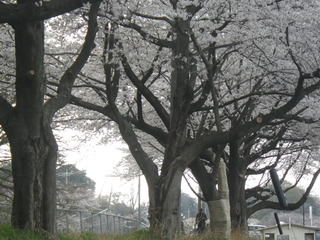 IMGP3455 - ¥³¥Ô¡¼