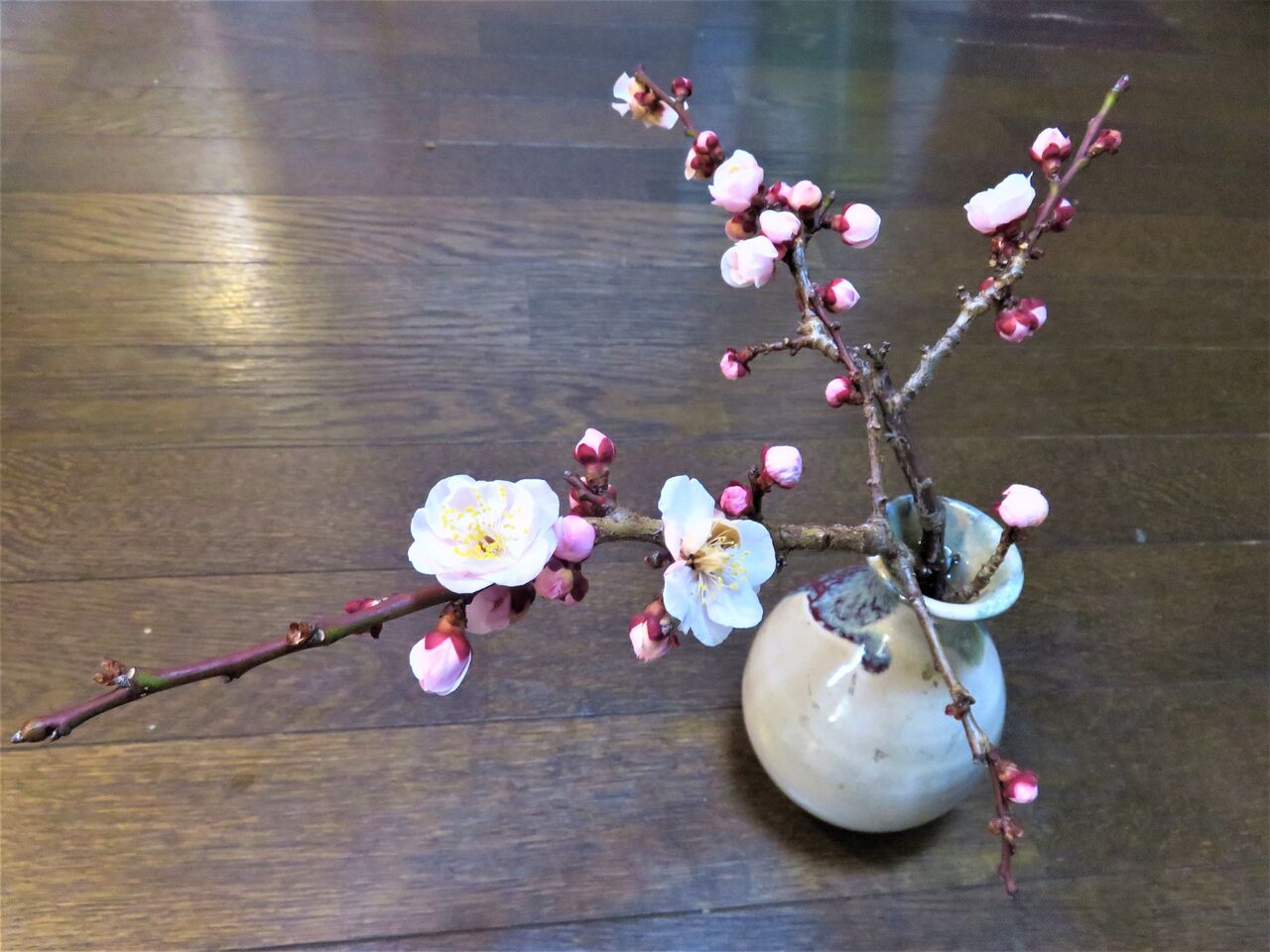 花瓶の 梅の花 が咲きました ｒ元 神奈川 伊勢原 大山情報館