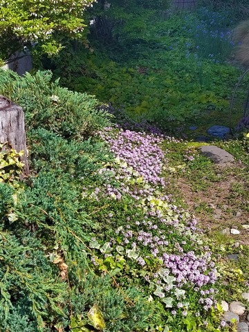 花の小路