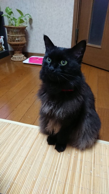 ティラ