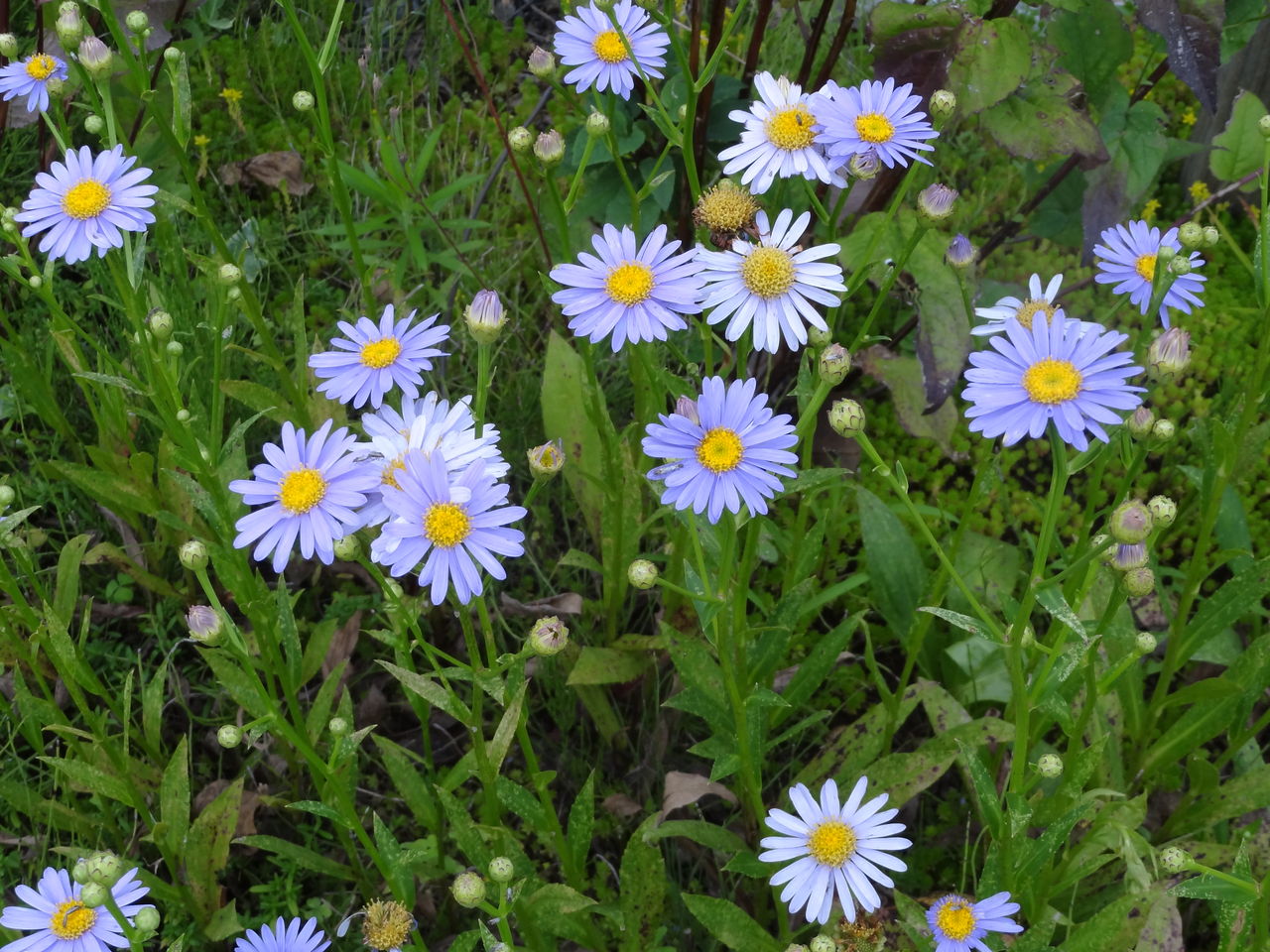 紫の夏の花 ｍｙ夢ガーデンブログ