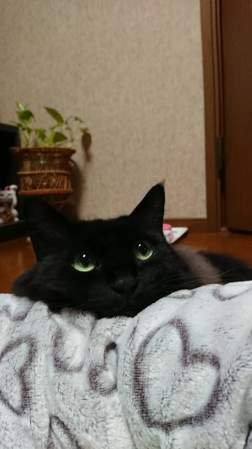 ティラ