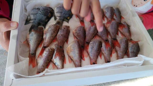 日本さかな検定 ととけん流 ネンブツダイさんは食べられる 日本さかな検定 ととけん流 スターダイブのブログ