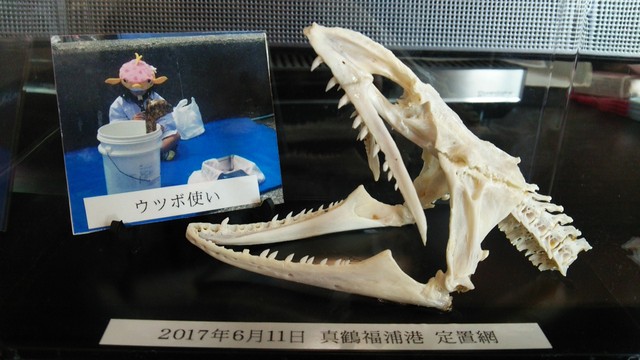 ボブキャット　頭骨　標本　骨格 即納☆ 高品質！ボブキャットの頭骨 A - 頭骨・骨格標本・剥製