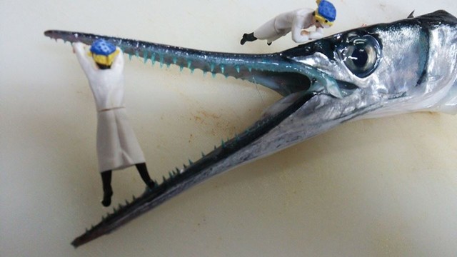 危険魚 駄津 ダツ を食す 骨格標本作りへ Byスターダイブ 日本さかな検定 ととけん流 スターダイブのブログ 危険魚 駄津 ダツ を食す 骨格標本作りへ Byスターダイブ 日本さかな検定 ととけん流 スターダイブのブログ