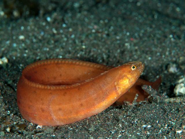 奇跡のお魚 銀の宝と書くお魚 銀宝 ギンポ を食す 日本さかな検定 ととけん流 スターダイブのブログ 奇跡のお魚 銀の宝と書くお魚 銀宝 ギンポ を食す 日本さかな検定 ととけん流 スターダイブのブログ
