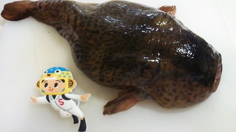 日本さかな検定 ととけん流 スターダイブのブログ 日本さかな検定 ととけん流 スターダイブのブログ