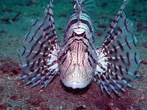 日本さかな検定 ととけん流 スターダイブのブログ