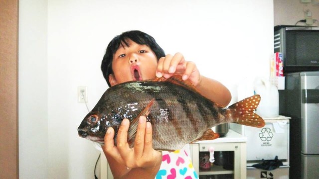 英名 フラッグフィッシュ タカノハダイ様のお刺身に挑戦です 日本さかな検定 ととけん流 スターダイブのブログ 英名 フラッグフィッシュ タカノハダイ様のお刺身に挑戦です 日本さかな検定 ととけん流 スターダイブのブログ