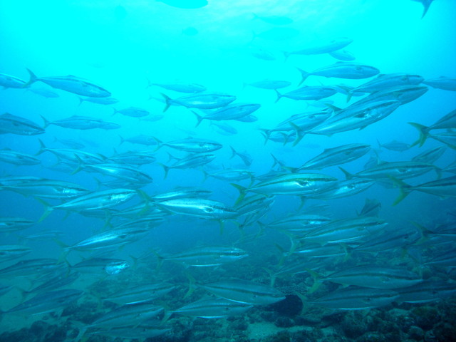 日本さかな検定 ととけん流 出世魚ブリになるまでの呼び方は 日本さかな検定 ととけん流 スターダイブのブログ 日本さかな検定 ととけん流 出世魚ブリになるまでの呼び方は 日本さかな検定 ととけん流 スターダイブのブログ