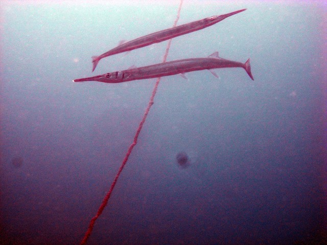 危険魚 駄津 ダツ を食す 骨格標本作りへ Byスターダイブ 日本さかな検定 ととけん流 スターダイブのブログ