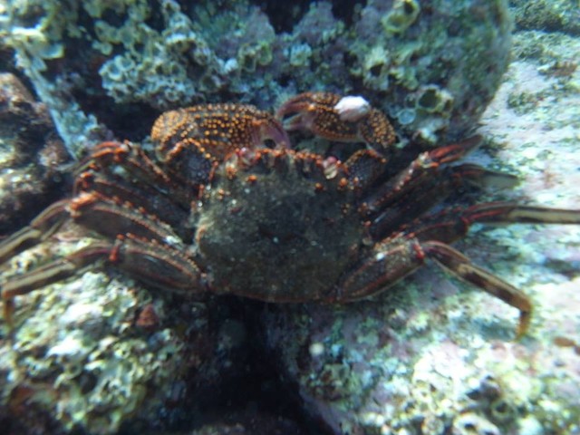 日本さかな検定 ととけん流 最強のみそ汁 ショウジンガニ様 日本さかな検定 ととけん流 スターダイブのブログ 日本さかな検定 ととけん流 最強のみそ汁 ショウジンガニ様 日本さかな検定 ととけん流 スターダイブのブログ
