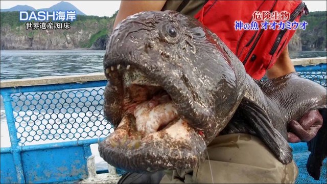 幻の巨大魚 スターダイブの オオカミウオ祭り in伊豆海洋公園で開催 日本さかな検定 ととけん流 スターダイブのブログ 幻の巨大魚 スターダイブの オオカミウオ祭り in伊豆海洋公園で開催 日本さかな検定 ととけん流 スターダイブのブログ