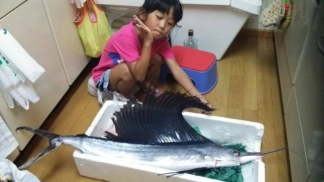 バショウカジキ　特注品　鼻先　少し欠けあり バショウカジキ(2003.07.30) - WEB魚図鑑