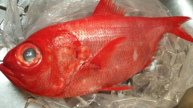 深海トロ ル船 金目もいれば 銀目もいる 深海魚 銀目鯛を食す 日本さかな検定 ととけん流 スターダイブのブログ