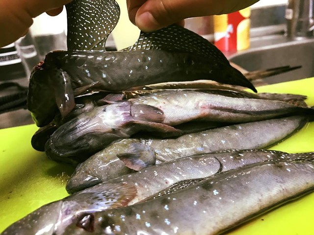 九州 有明海のアイドル 夢の鯥五郎 ムツゴロウ を食す 日本さかな検定 ととけん流 スターダイブのブログ