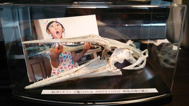危険魚 駄津 ダツ を食す 骨格標本作りへ Byスターダイブ 日本さかな検定 ととけん流 スターダイブのブログ