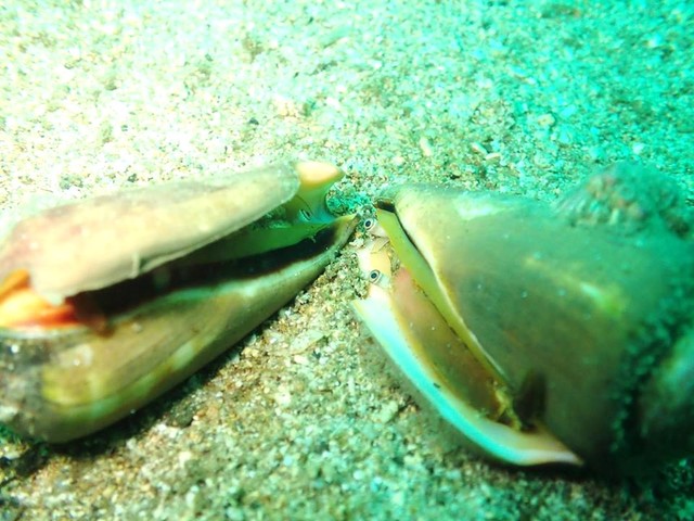 究極の美味 チャンバラ貝 マガキガイ を食べる Byスターダイブ 日本さかな検定 ととけん流 スターダイブのブログ