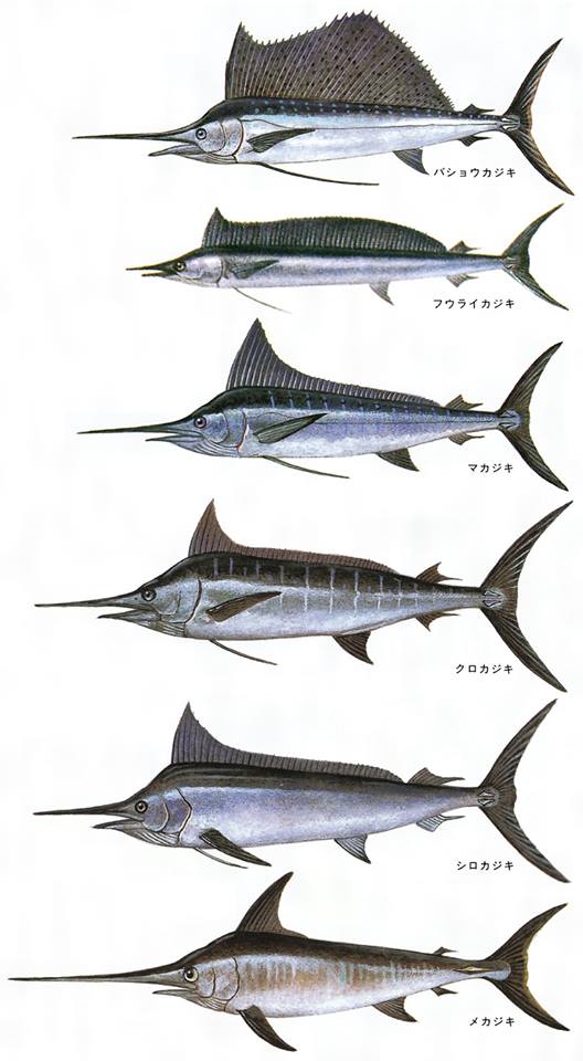 メカジキ 角 【公式通販】