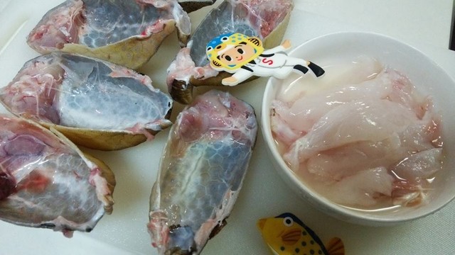 偉大なる海に感謝 ハコフグを食す ギョギョギョ 日本さかな検定 ととけん流 スターダイブのブログ