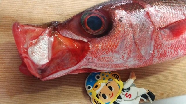 チョウチンマチさん ハチビキ アラさんのお刺身 Byスターダイブ 日本さかな検定 ととけん流 スターダイブのブログ