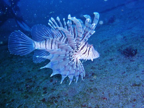 日本さかな検定 ととけん流 スターダイブのブログ 日本さかな検定 ととけん流 スターダイブのブログ