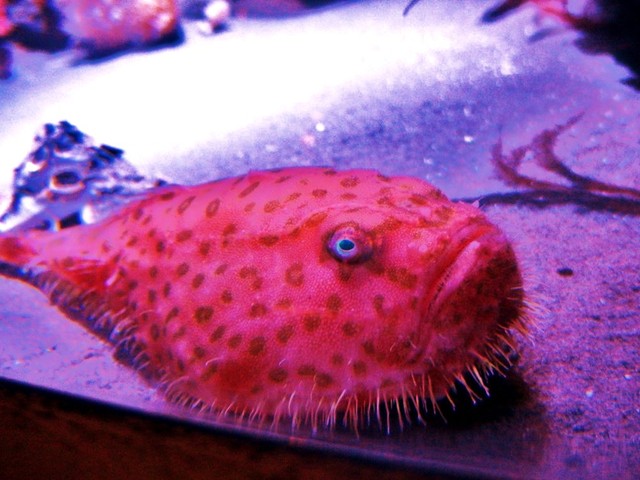 ミドリフサアンコウ 料理 深海トロール船 By スターダイブ 日本さかな検定 ととけん流 スターダイブのブログ ミドリフサアンコウ 料理 深海トロール船 By スターダイブ 日本さかな検定 ととけん流 スターダイブのブログ