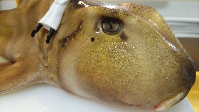 猫鮫 ネコザメを捌き生食に挑戦へ Byスターダイブ 日本さかな検定 ととけん流 スターダイブのブログ
