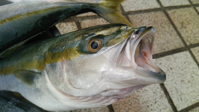日本さかな検定 ととけん流 出世魚ブリになるまでの呼び方は 日本さかな検定 ととけん流 スターダイブのブログ
