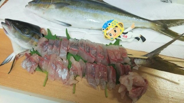 海中世界のフェラーリー レインボーランナー ツムブリ 日本さかな検定 ととけん流 スターダイブのブログ