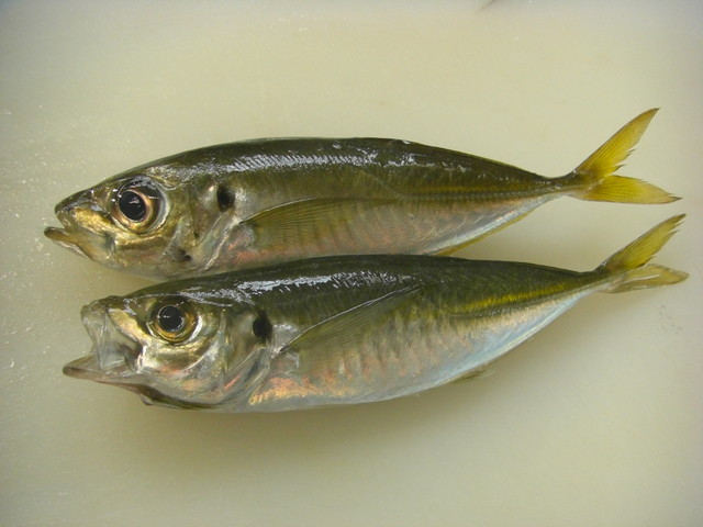 日本さかな検定 ととけん流 鯵のなめろうとは 日本さかな検定 ととけん流 スターダイブのブログ