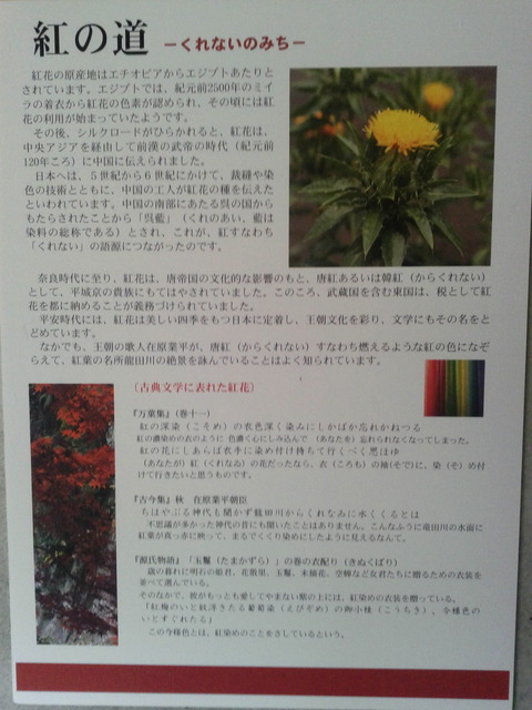 DCIM0248 (2)