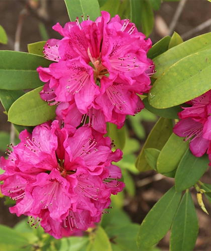 あ の項 二 七十路女のイリュージョン 牧歌舎 より 七十路女のイリュージョン 題詠 400首