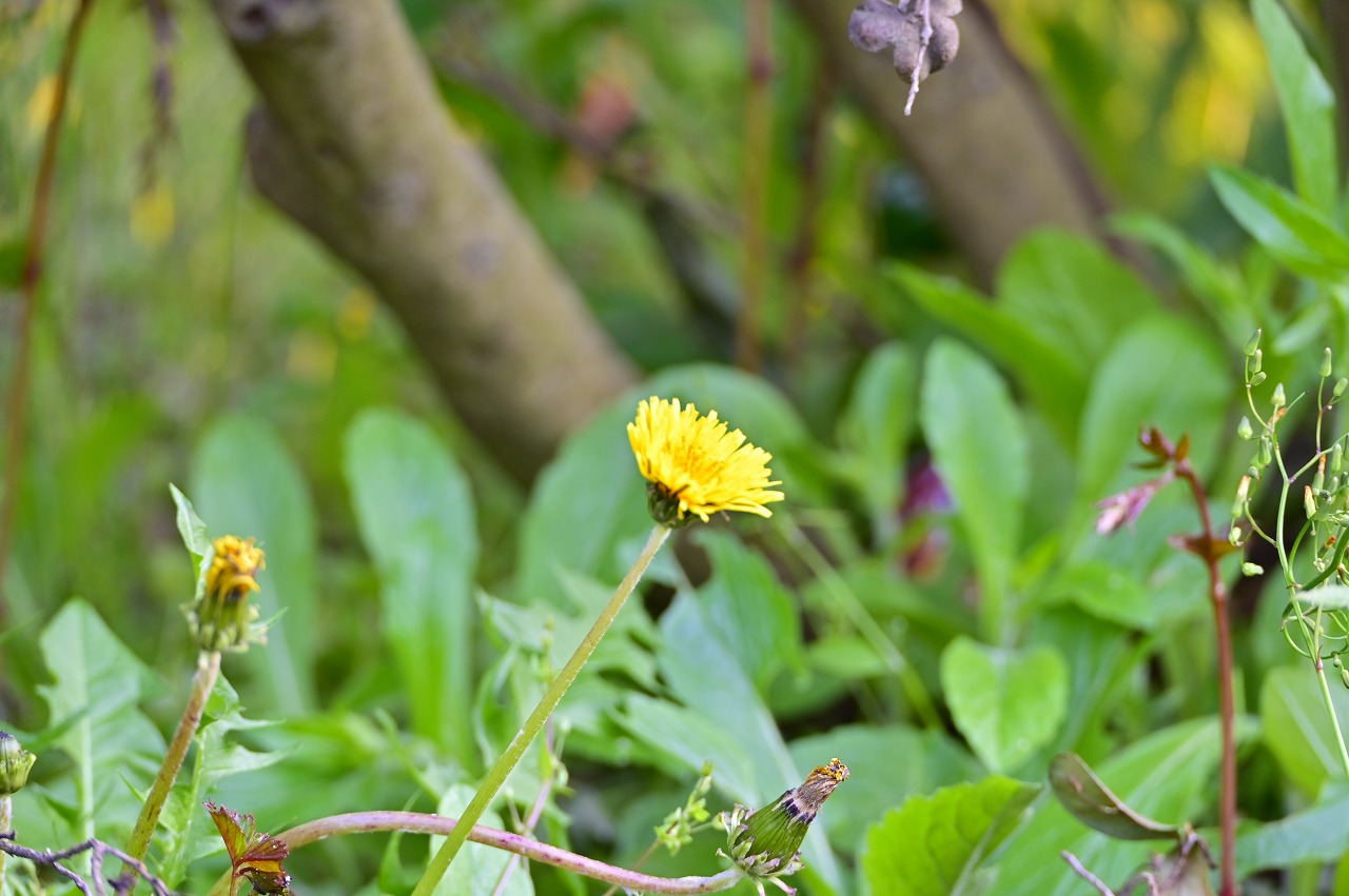 ナイキの新作スニーカーはスマホアプリで自動調整