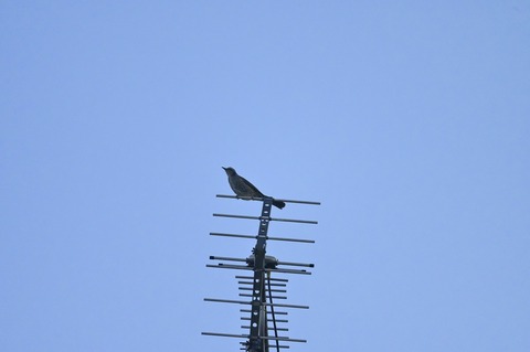 _ZAT0837