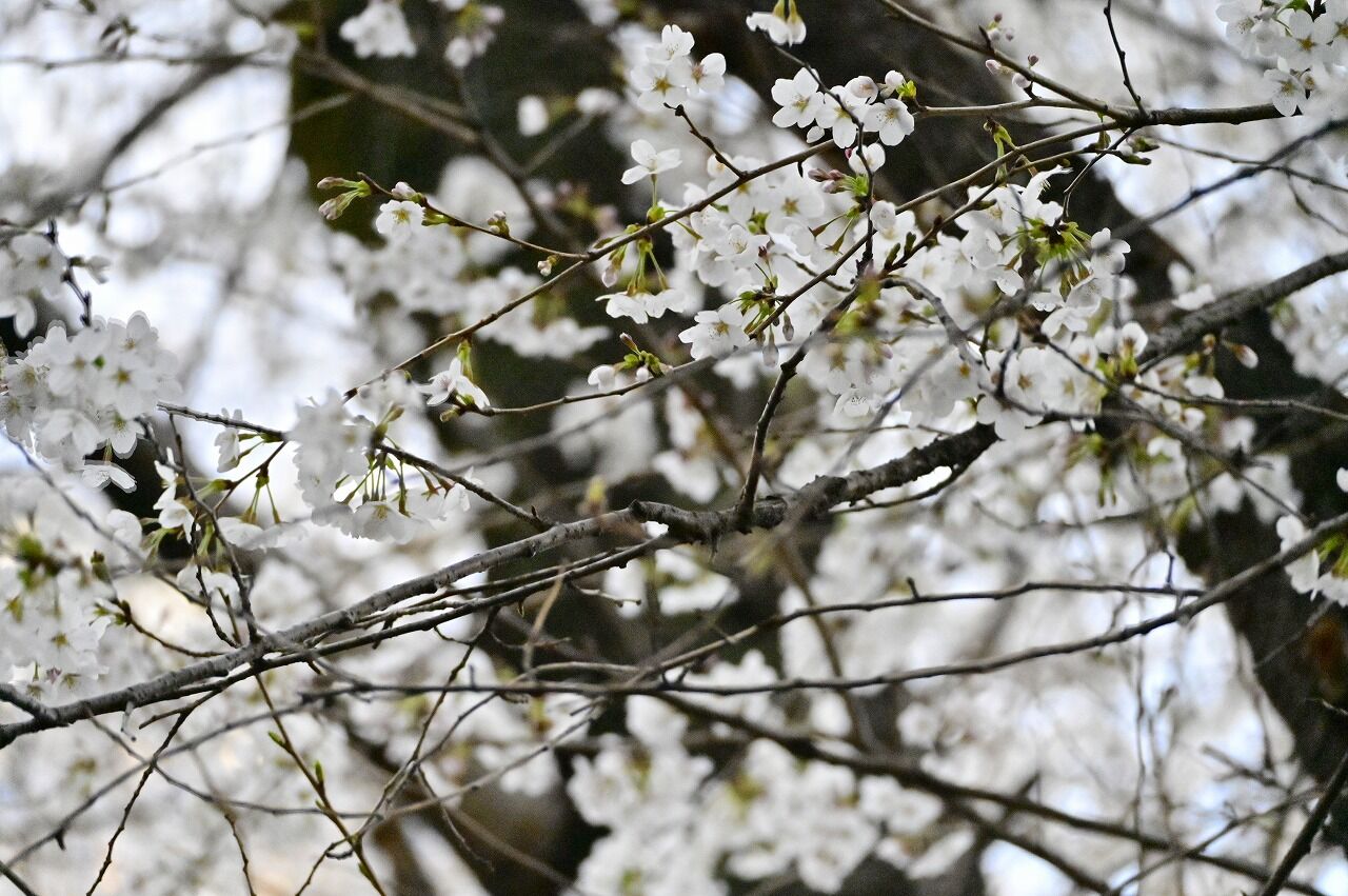 実在のドリトル先生が撮った野生動物の自撮り写真 13 枚