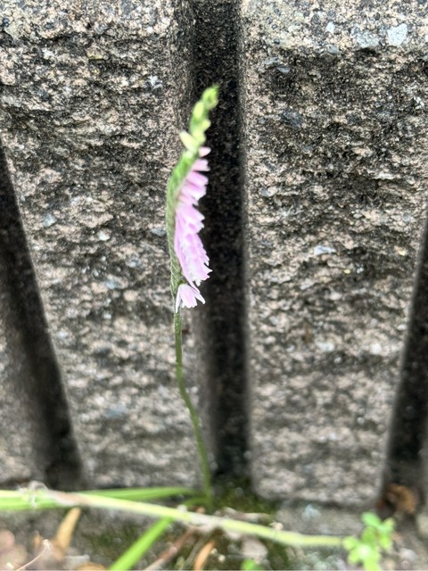 IMG_5254