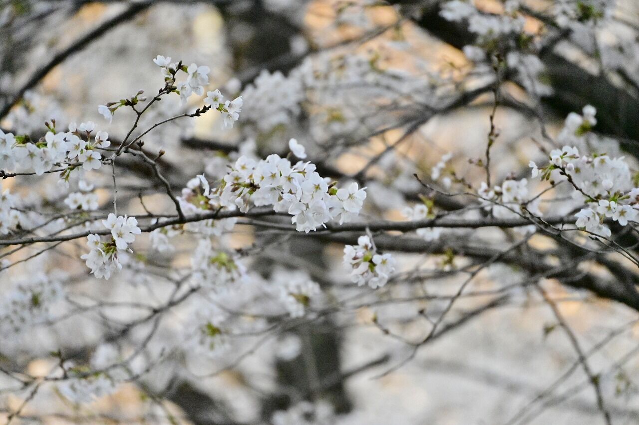 動物の性:単なる生殖、それとも快楽が関係しているのか?