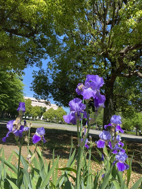 1F0FAEED-7A7C-47EC-BB98-4B70F34259AA