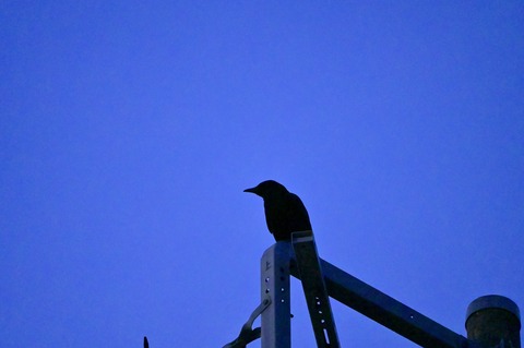 オジー・オズボーン、パーキンソン病の診断を明かす