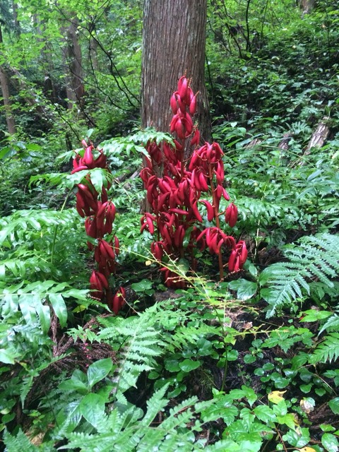 山に生えているシャレている植物②