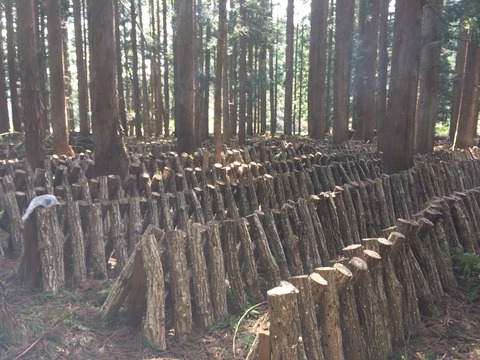 春の原木椎茸 ②