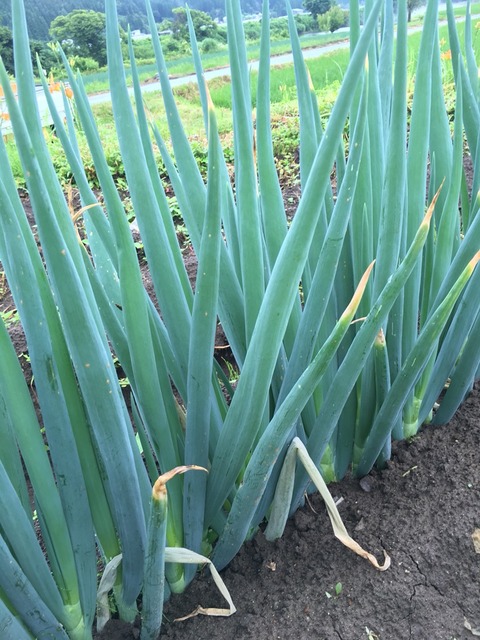 長ネギの病気や虫