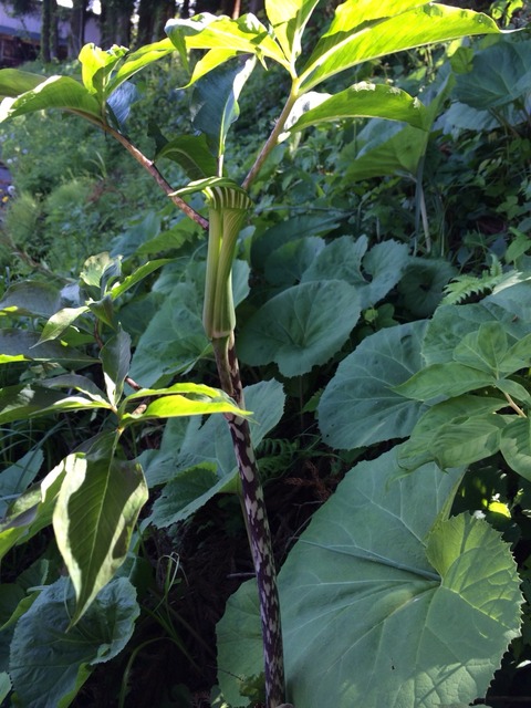 山に自然に生えているシャレている植物①