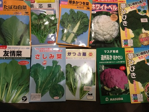 今年は菜っ葉デビューしますよ！