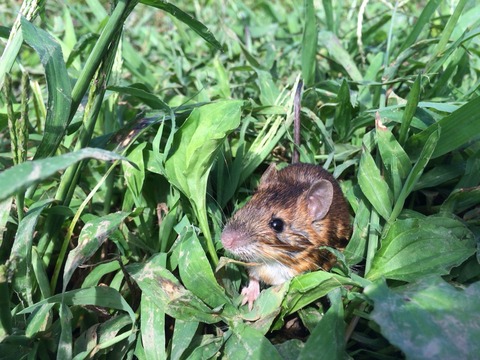 大根の畝作ろうと思ったら野ねずみ